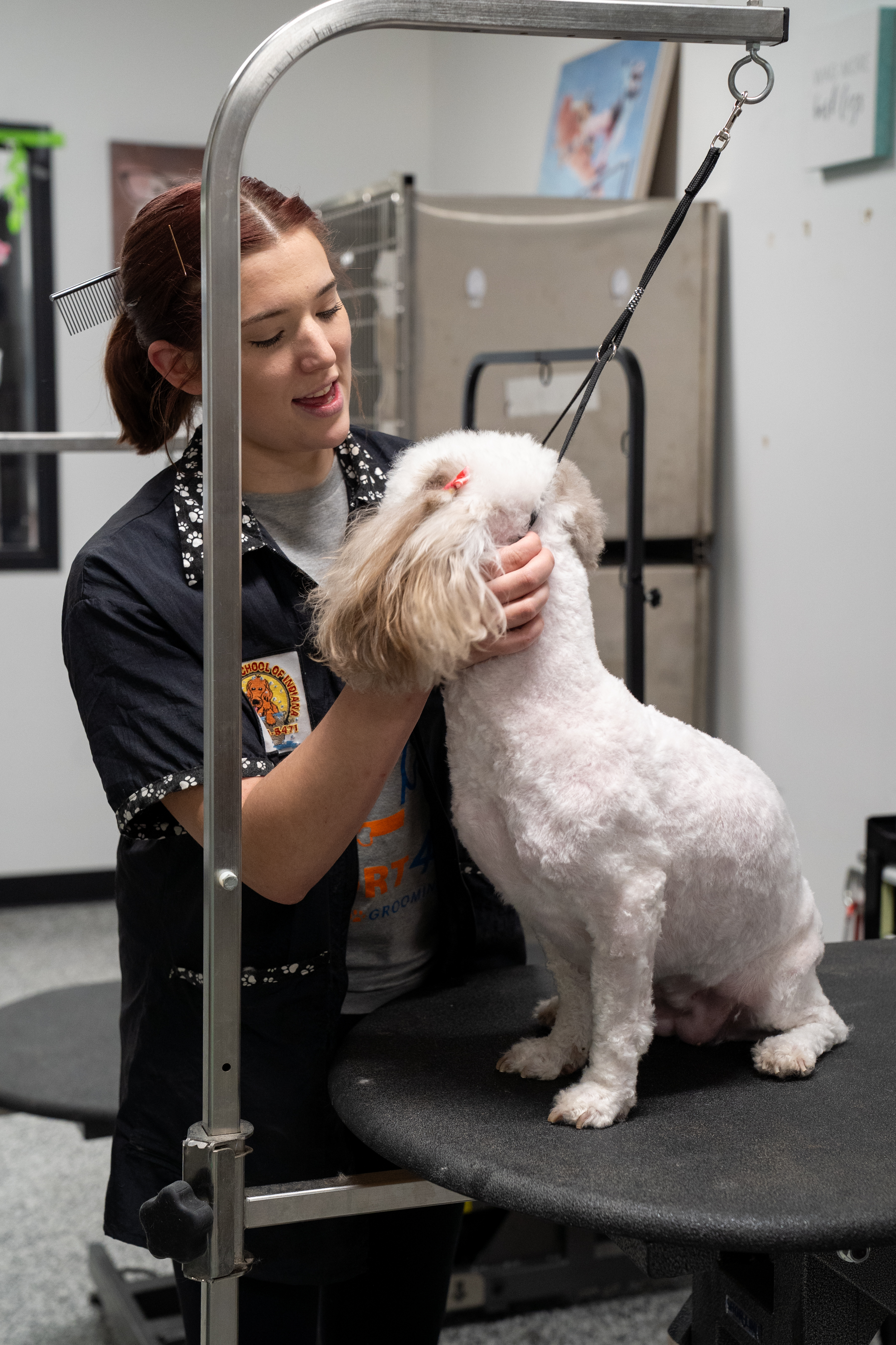 Dog Training at resort 4 paws