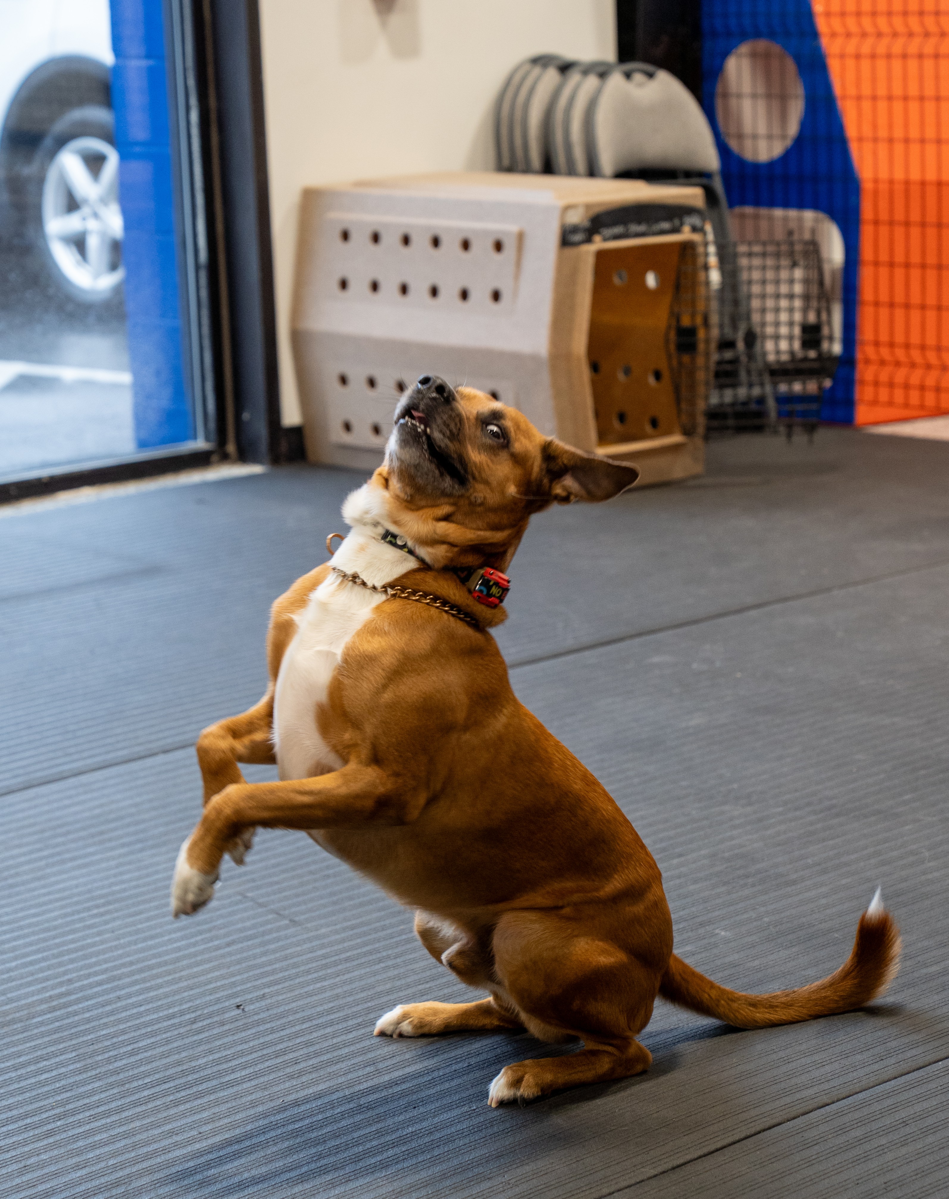 Puppy Training