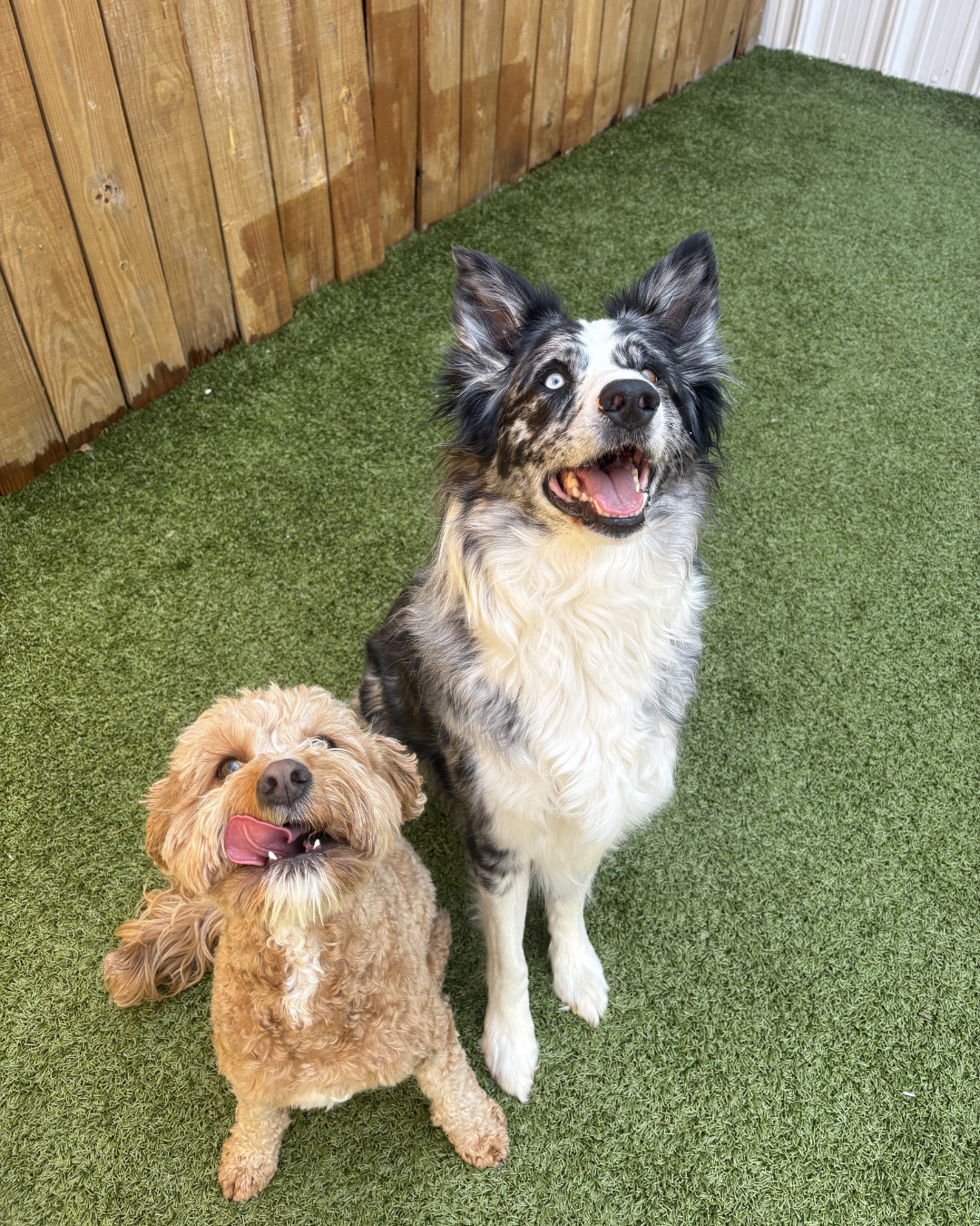 dog with trainer