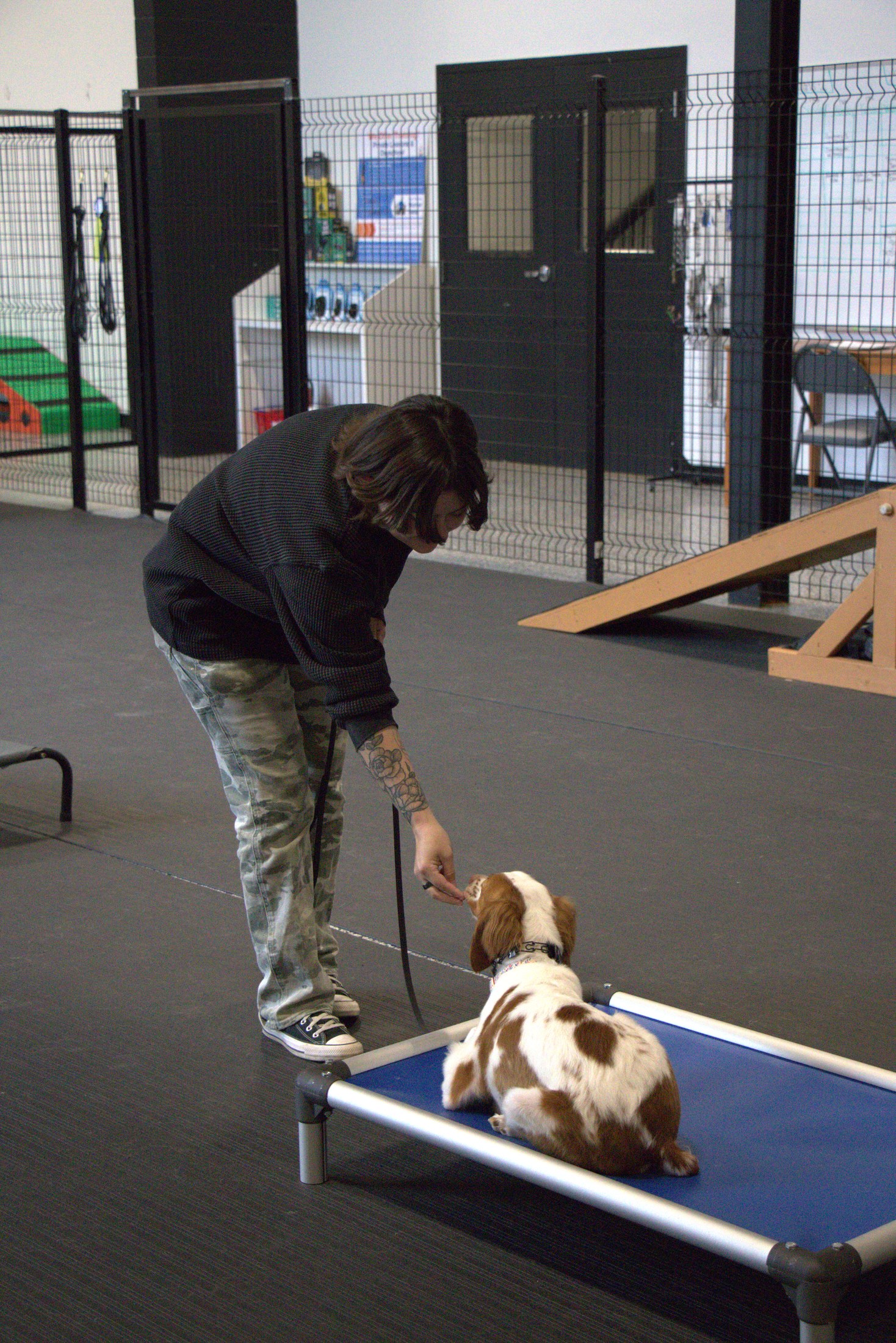 dog with trainers