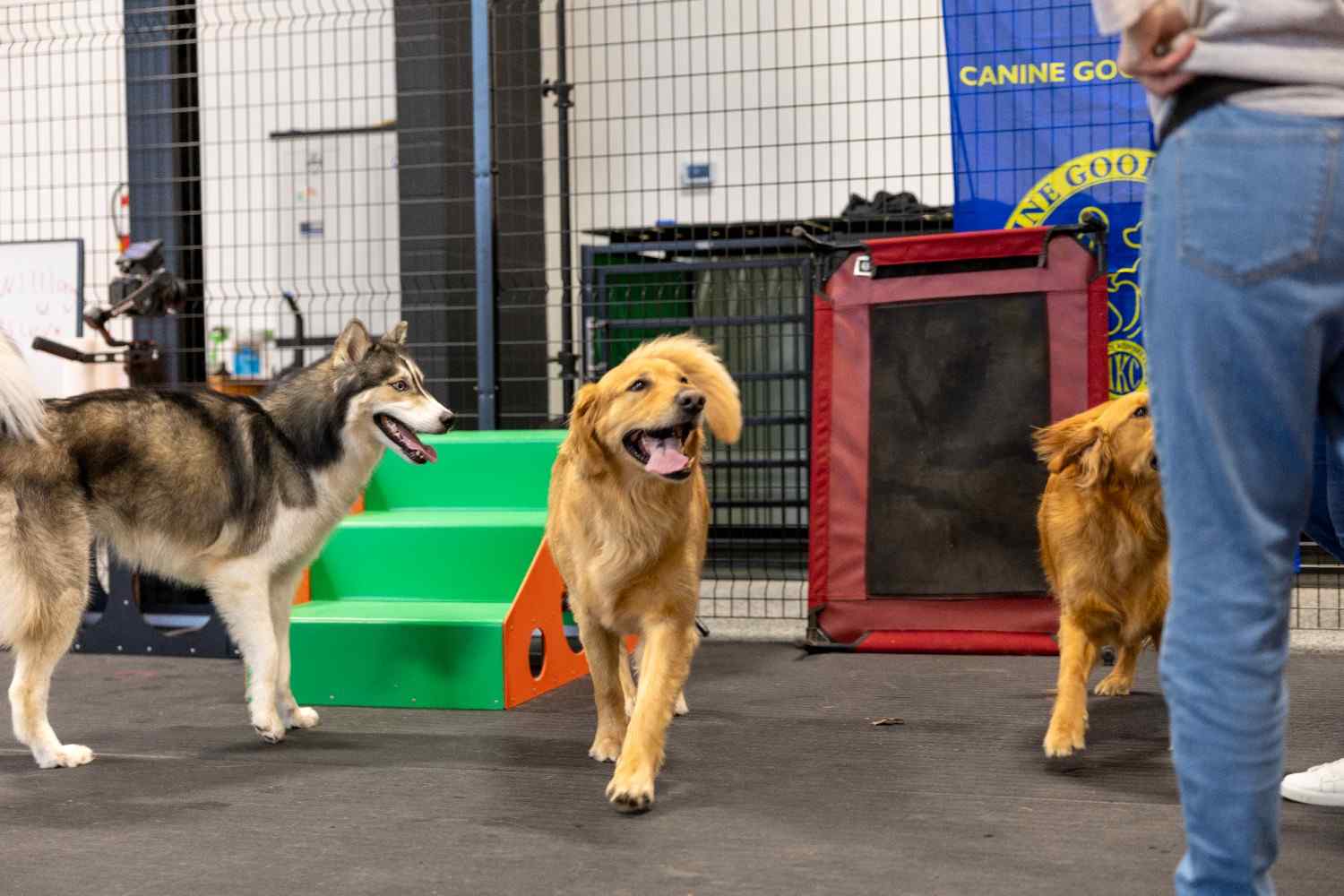 dog boarding suites