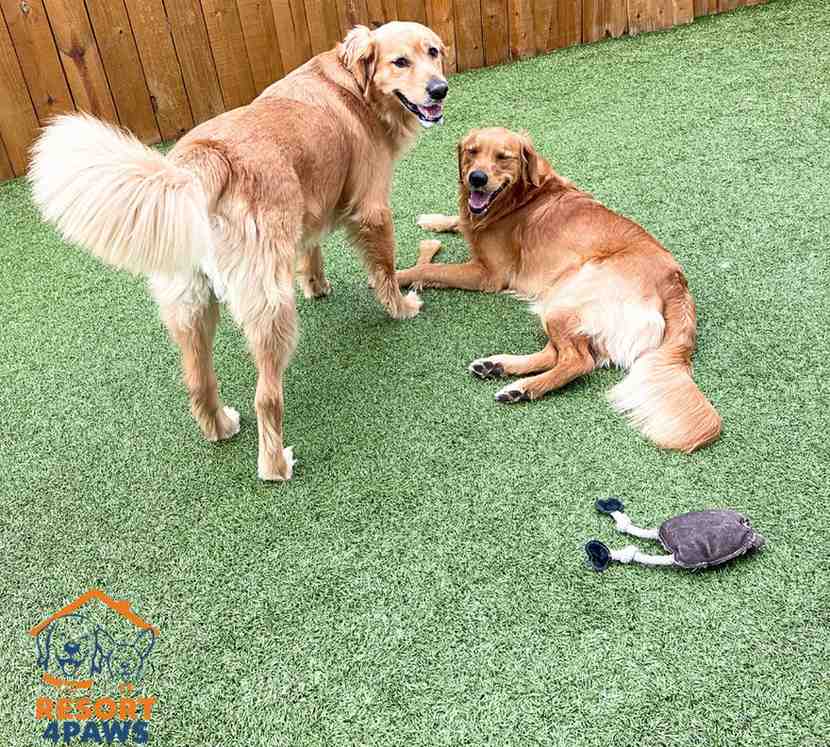 Dog Boarding at resort4paws