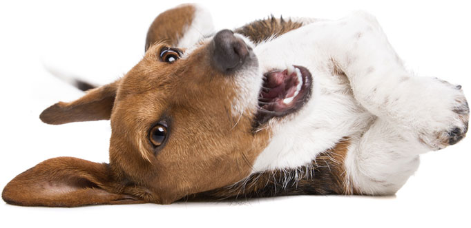 Dog scheduling illustration