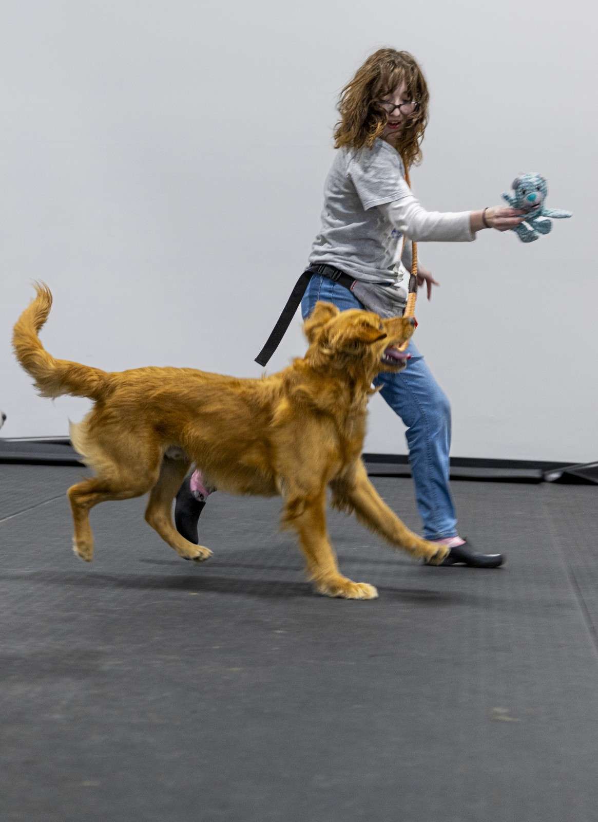 dog looking